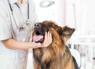 assicurazione - Detrazione per il veterinario