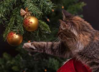 Gatti e albero di Natale Sanicat