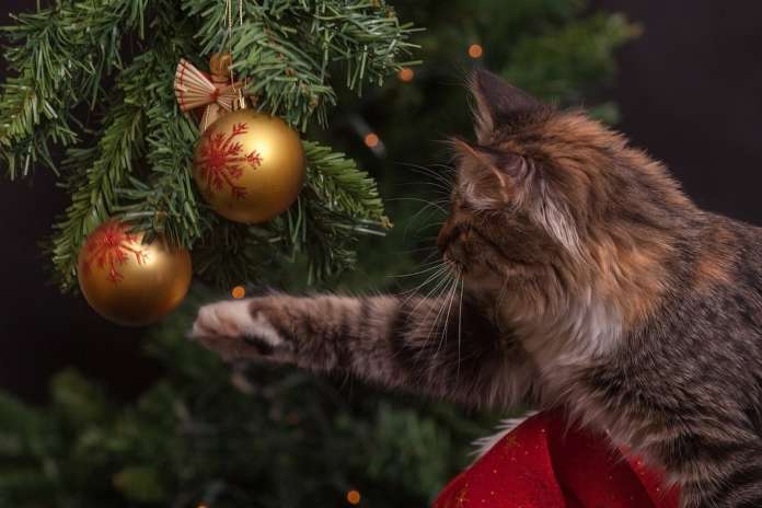 Gatti e albero di Natale Sanicat