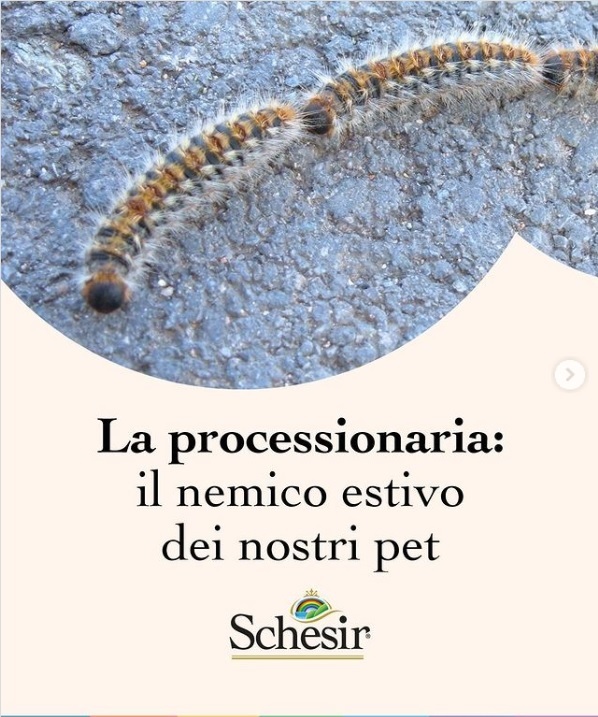 Schesir - Processionaria