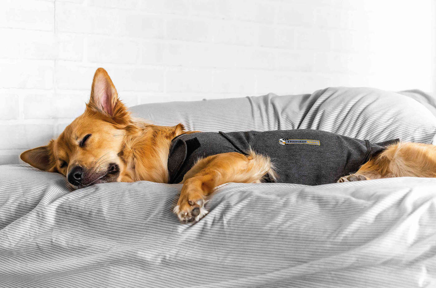 ThunderShirt, per rilassare il cane nei momenti di stress - Pet Trend